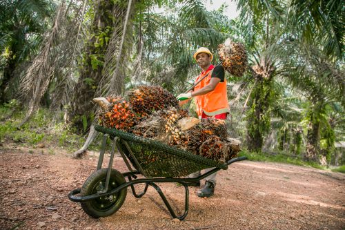 Global Agritools Producer Kingoya Showcases Lightweight Palm Harvesting Innovations at HASI 2026